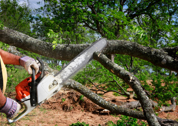 Tree and Shrub Care in Globe, AZ